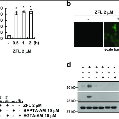 Zfl Induces Intracellular Ca 2 Release In Caki Cells A B Caki Cell Download Scientific