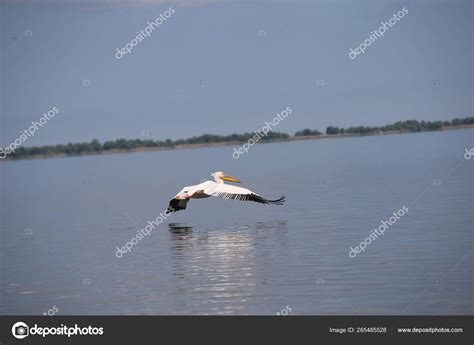 White Pelican Flying Water Stock Photo by ©djtellado 265485528