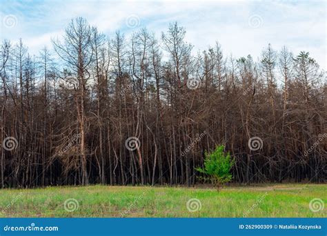 A Young Deciduous Tree Against The Background Of A Burnt Coniferous