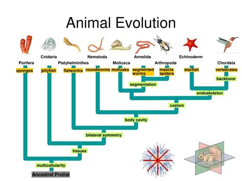 Ppt Introduction To Animals Powerpoint Presentation Free Download