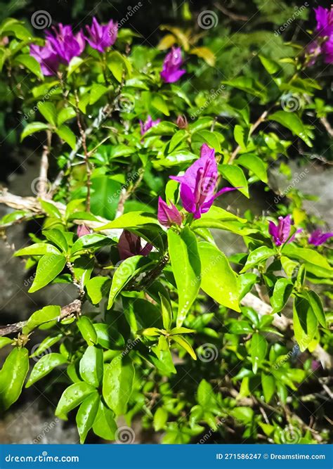 This Is The Photo Of Bougainvillea Spectabilis Also Known As Great