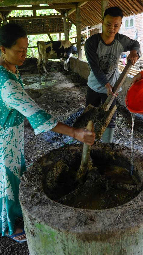 FOTO Ide Kreatif Warga Trenggalek Memanfaatkan Kotoran Sapi Untuk