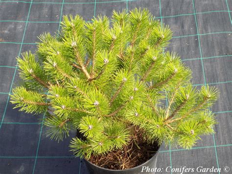 Pinus Densiflora Low Glow Buy Rare Conifers Online