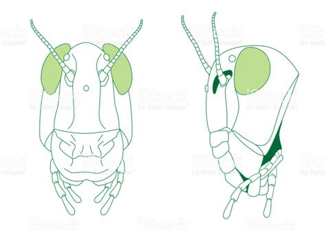 Chewing Mouth Parts And Grasshopper Head Diagram Diagram Quizlet