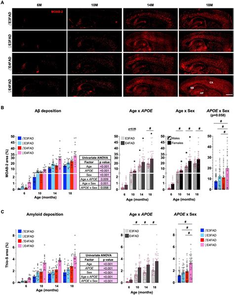 Frontiers APOE Genotype And Sex Modulate Alzheimers Disease Pathology In Aged EFAD Transgenic