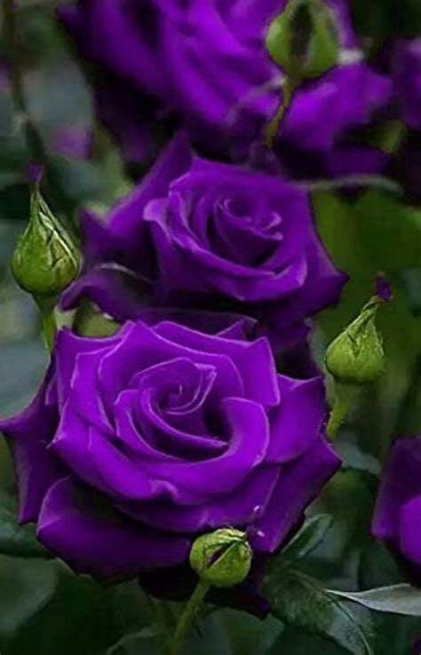 Purple Roses Seeds Seeds Code Etsy Hong Kong