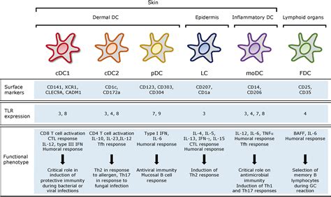 Frontiers Refining The Dc Targeting Vaccination For Preventing