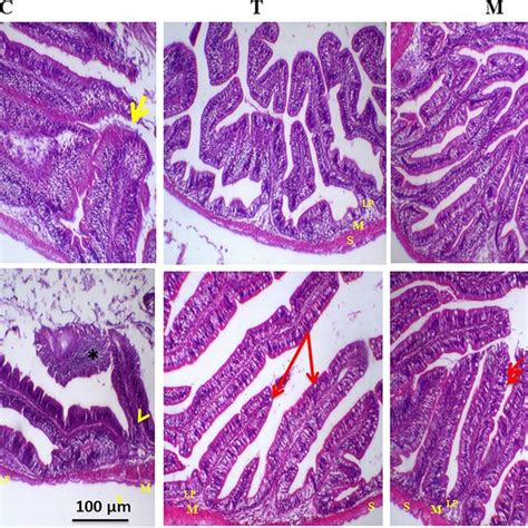 Hande Stained Photomicrograph Of Mono Sex Nile Tilapia Mid Gut