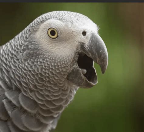 African Grey Talking - African Grey Parrot