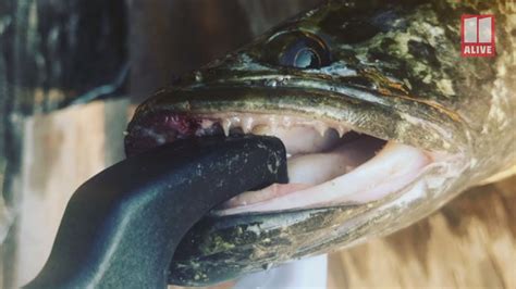 Snakehead Fish That Can Breathe On Land Is Caught In Georgia Youtube