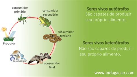 Seres Capazes De Produzir Seu Próprio Alimento