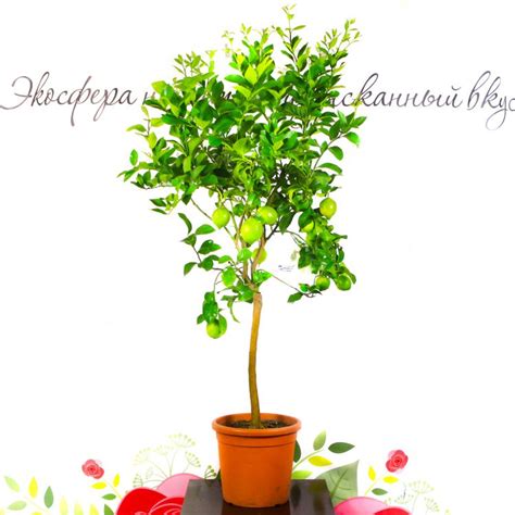 Лимонное дерево купить
