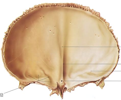 Juegos De Ciencias Juego De Cara Posterior Del Frontal Cerebriti