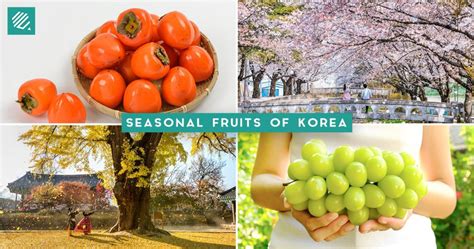 Must Try Seasonal Fruits Of Korea From Spring To Winter