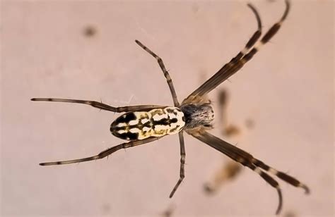 Golden Orb Weaver Juvenile At The Ponds Ausemade