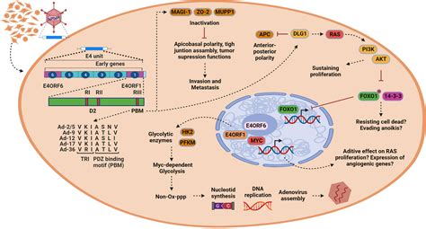 Frontiers E4orf1 As A Key Modulator In Oncogenesis And Of Metabolism