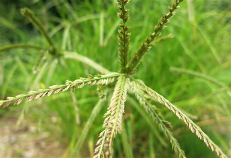 dahsyat   khasiat rumput belulang bagi kesehatan tubuh