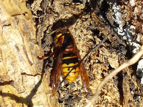 Mittlere Wespe Dolichovespula Media K Nigin Mittlere Wesp Flickr