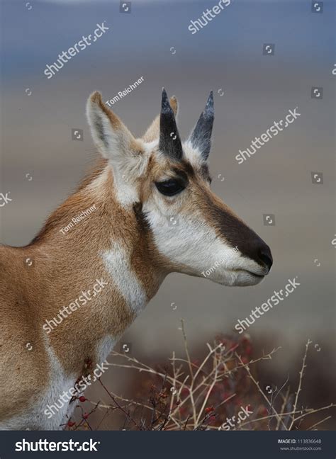 Pronghorn Antelope Buck That Has Shed His Horns Revealing The Underlying Antler Sheaves