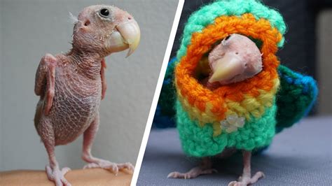 Adorable Naked Bird Becomes Internet Sensation Youtube