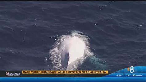 Rare White Humpback Whale Spotted Near Australia Cbs