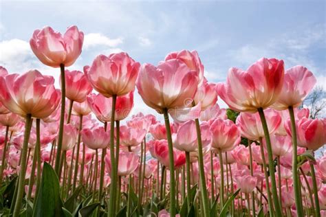 Beautiful Tulips In The Spring Stock Photo Image Of Green Spring