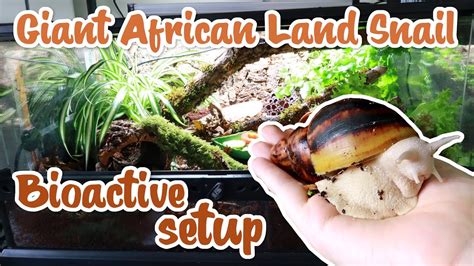 Giant African Land Snail