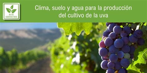 Clima suelo y agua para la producción del cultivo de la uva