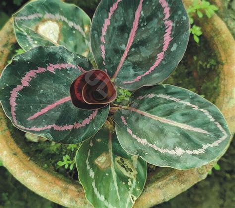 Calathea – horticultureking