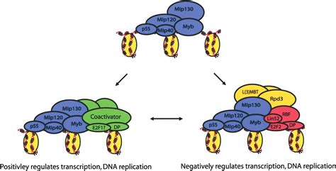 Identification Of A Drosophila Myb E F Rbf Transcriptional Repressor