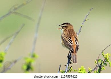 Sedge Warbler Acrocephalus Schoenobaenus Singing Favourite Stock Photo