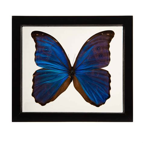 Morpho Didius Butterfly In Double Paned Glass And Ebonized Frame