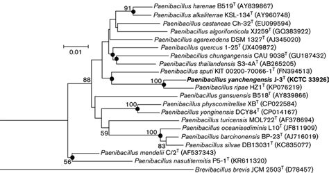 Phylogenetic Tree Reconstructed With The Neighbour Joining Method Based