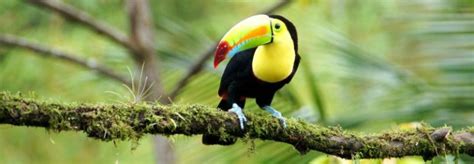 Costa Rica Wildlife Travel | Really Wildlife