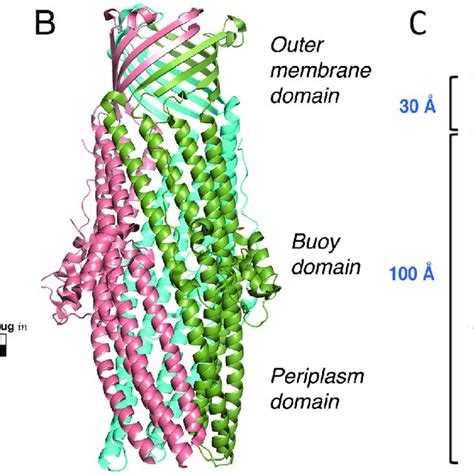 Views Of The Tripartite Assembly Of An Efflux Pump A The Schematic