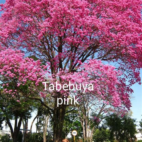 Jual Tanaman Pohon Tabebuya Bunga Pink Ukuran Cm Kab Bogor