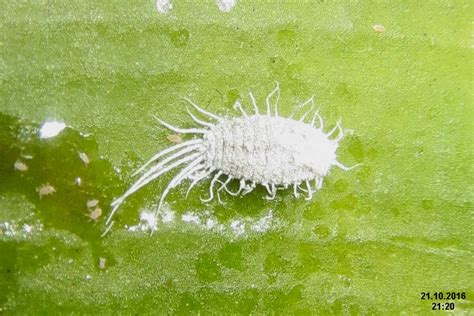 How to Get Rid of Mealybugs on Your Plants