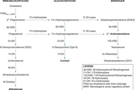 Congenital Adrenal Hyperplasia Basics Explained With Mnemonics