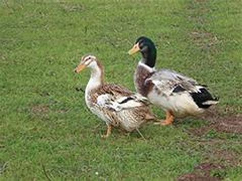 Silver Appleyard Ducklings | Strombergs Chicks & Game Birds