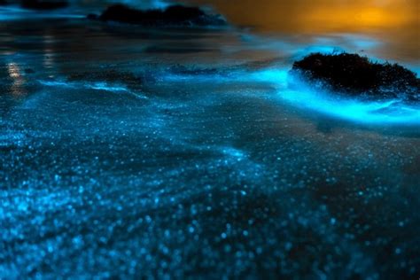 127 Bioluminescence Bay Royalty-Free Images, Stock Photos & Pictures ...