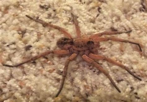 Nebraska Spider Tigrosa Grandis Bugguidenet