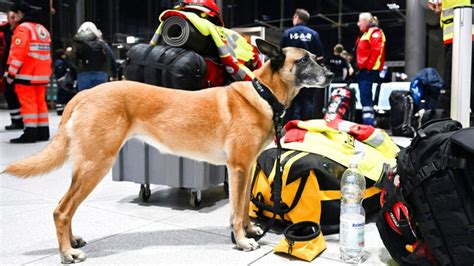 Cómo trabaja y se prepara un perro de rescate PortalVeterinaria