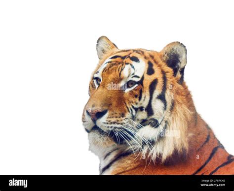 Siberian Tiger Isolated On White Background Stock Photo Alamy