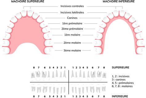 Anatomie De La Dent Cabinet Dentaire Des Savoies Chamb Ry