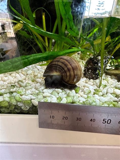 Mystery Snail Breeding - General Discussion - C.A.R.E.