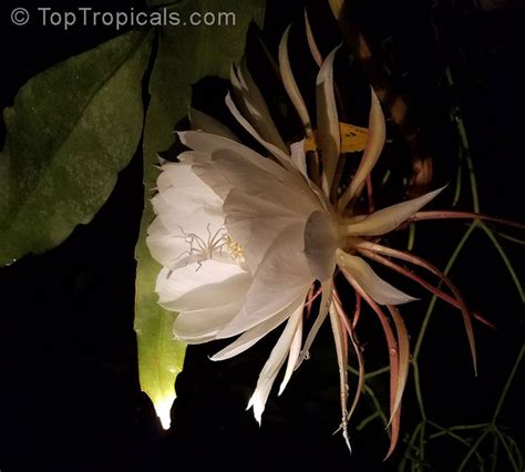 Epiphyllum Oxypetalum Belle De Nuit Lady Of The Night Queen Of The