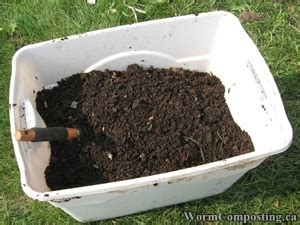 Worm Composting CanadaHow To Harvest Vermicompost