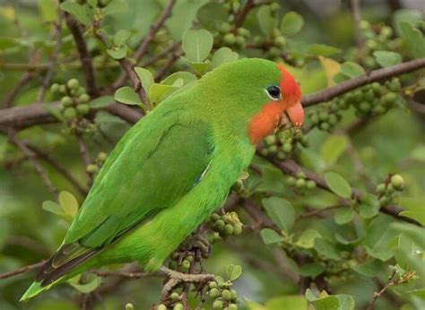 Red-headed Lovebird - Habitat Subspecies Distribution Breeding Diet