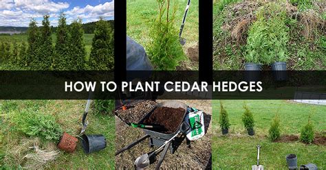 How To Plant Cedar Hedge Best Tips For Planting Cedar Trees