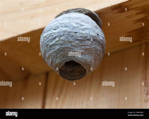 small wasp nest Stock Photo, Royalty Free Image: 50239809 - Alamy